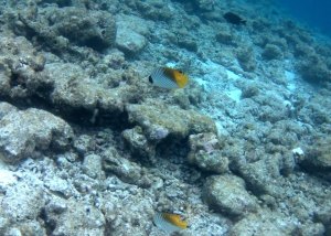 Эмбуду вилладж ресорт на Мальдивах - подводный мир