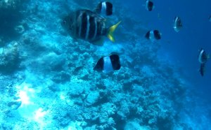 Эмбуду вилладж ресорт на Мальдивах - подводный мир