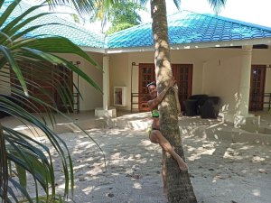 Отель Эмбуду вилладж ресорт на Мальдивах